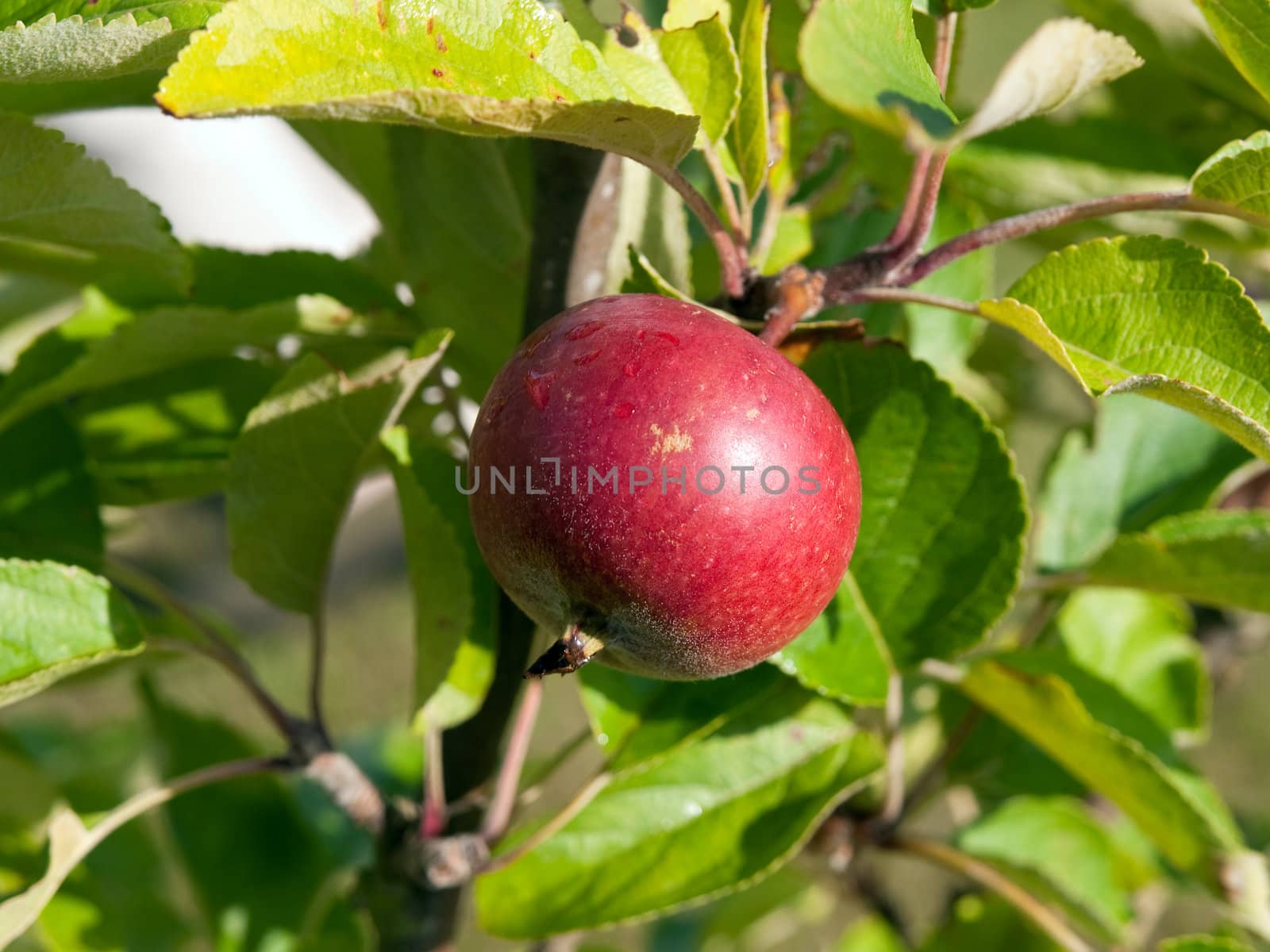 Fresh ripe apple on a tree