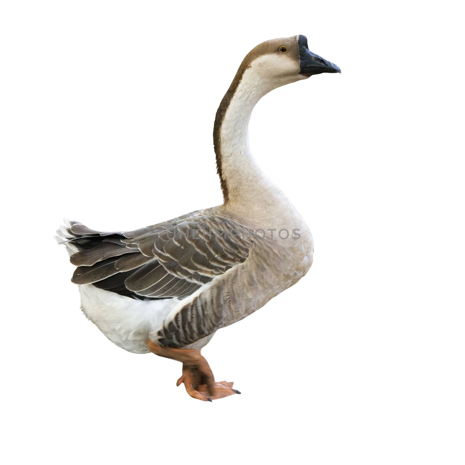 Gray domestic goose isolated over white background