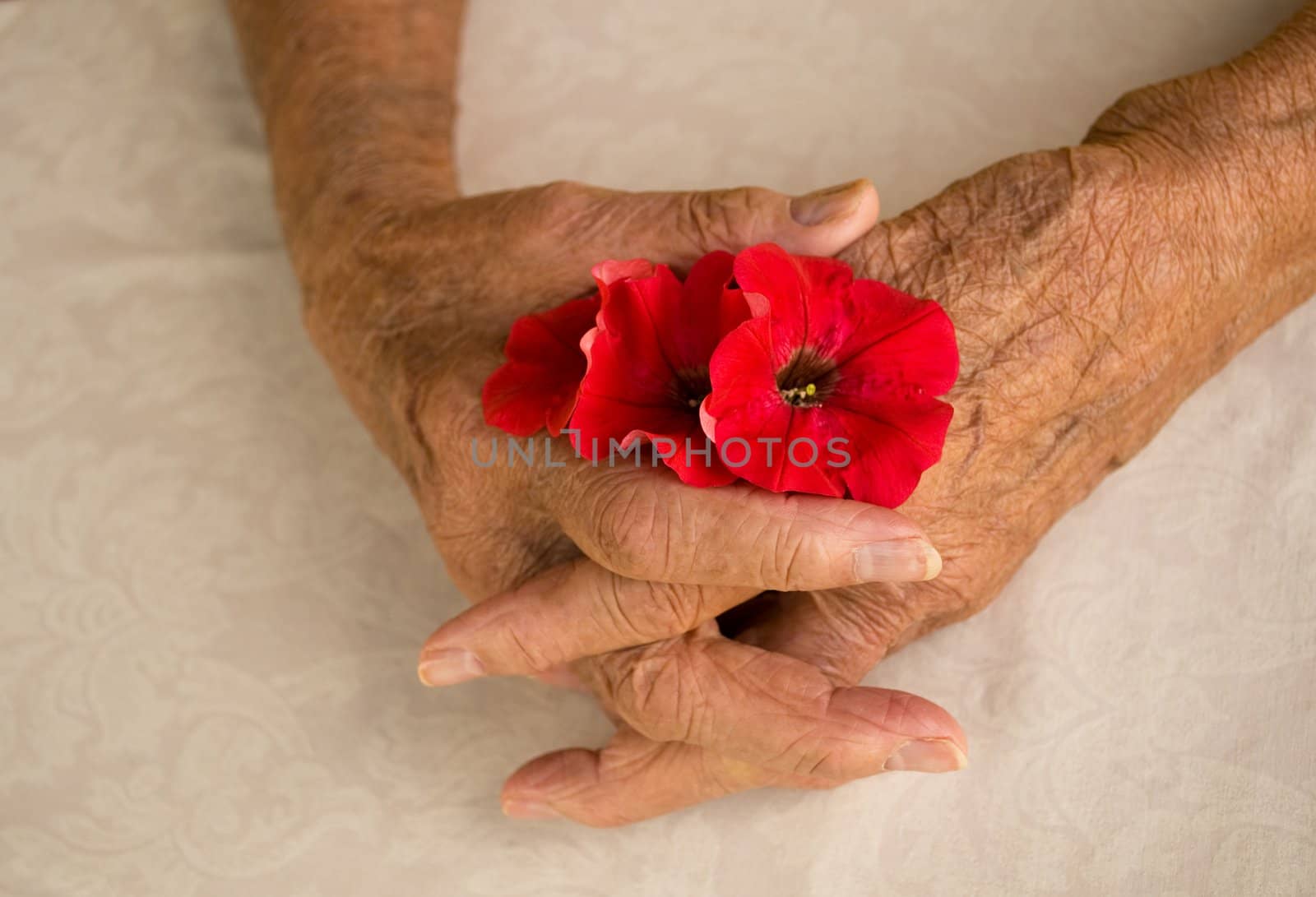 elderly hands folded holding pansy flower over white background