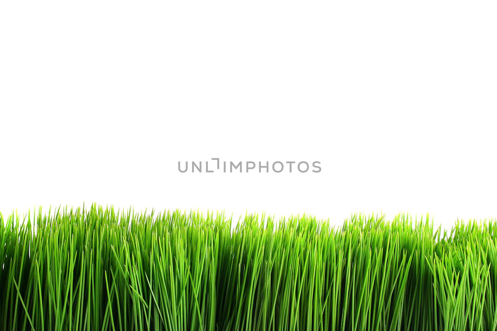 Green grass on a white background. Use, as a design element is possible.