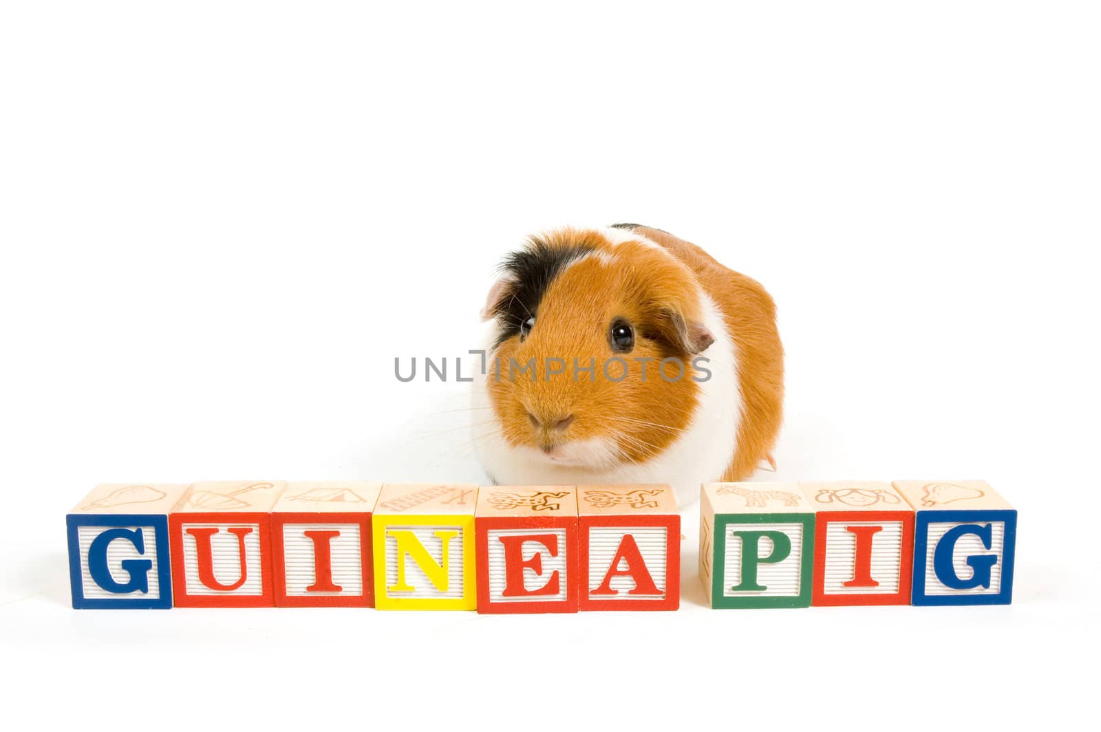Guinea pig with the words on blocks isolated on a white backgrou by ladyminnie