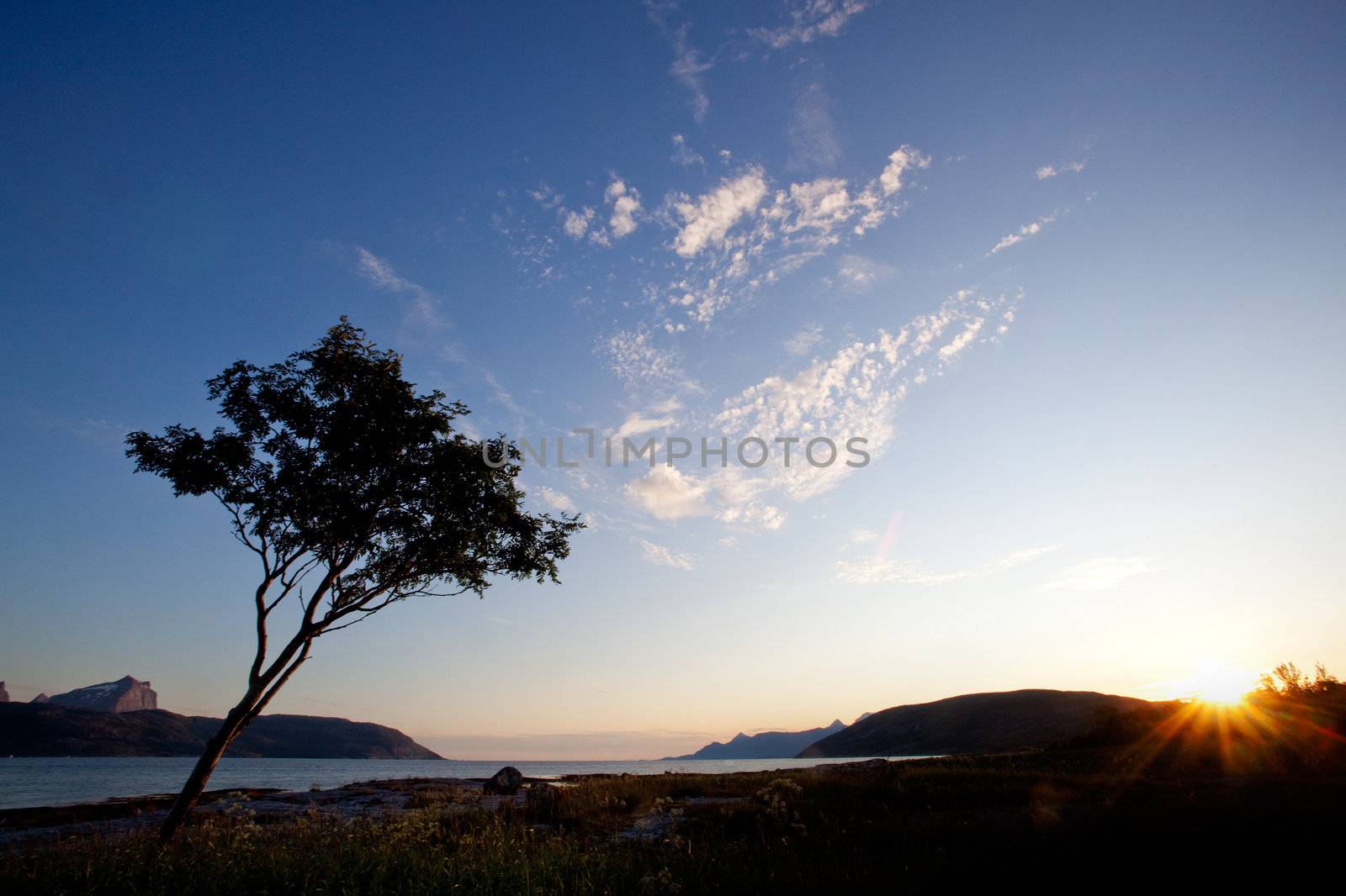 A tree silhouette against a sunset and ocean background