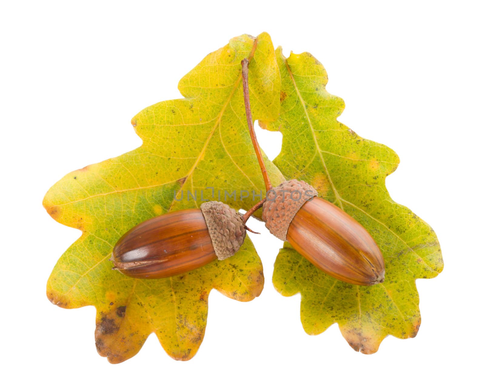 acorns with oak leaves, isolated on white