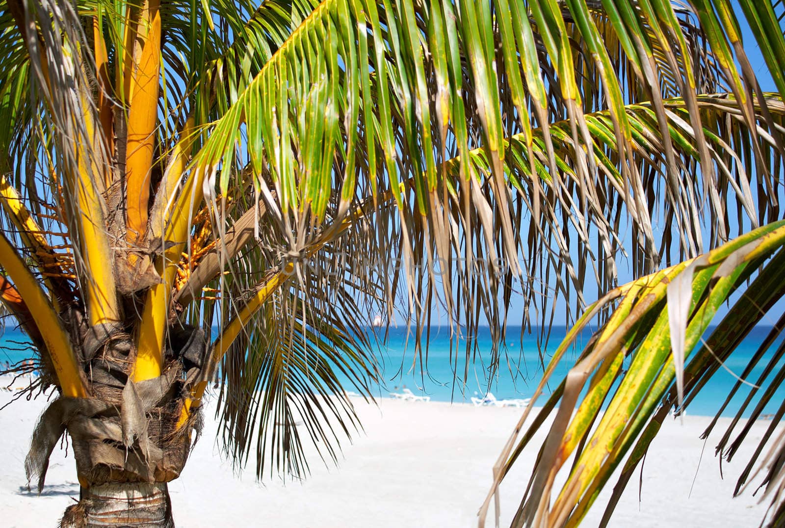 Palm trees in a sandy beach with clear blue water