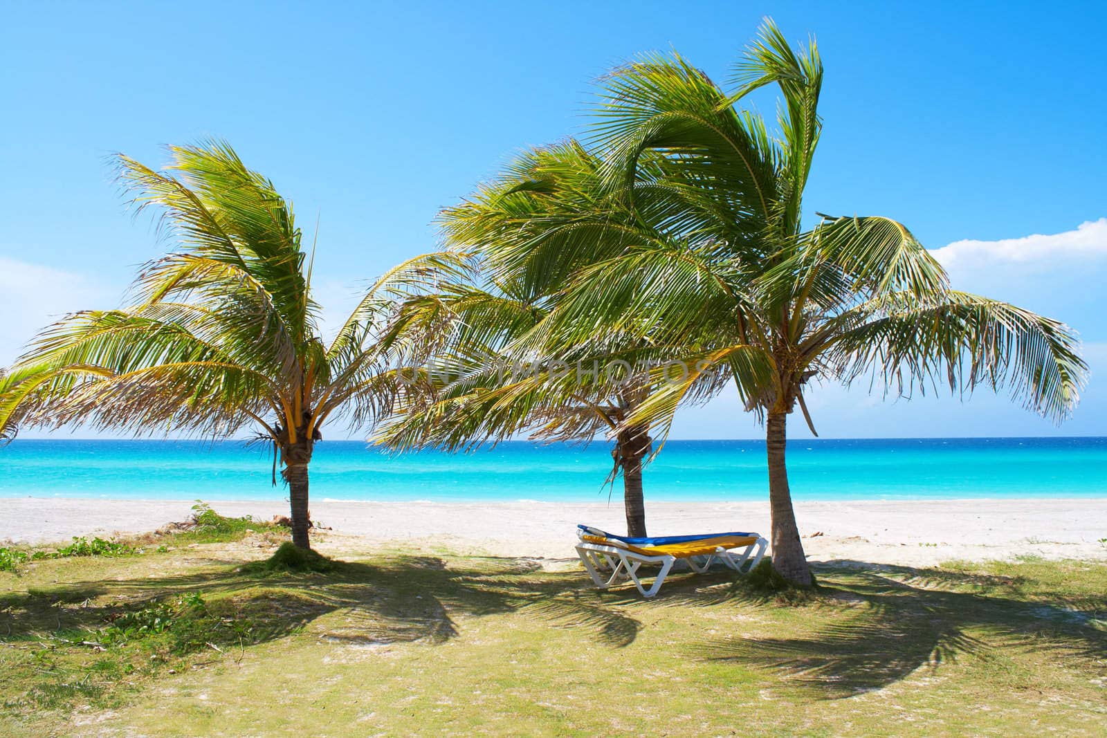 Palm trees in a sandy beach with clear blue water