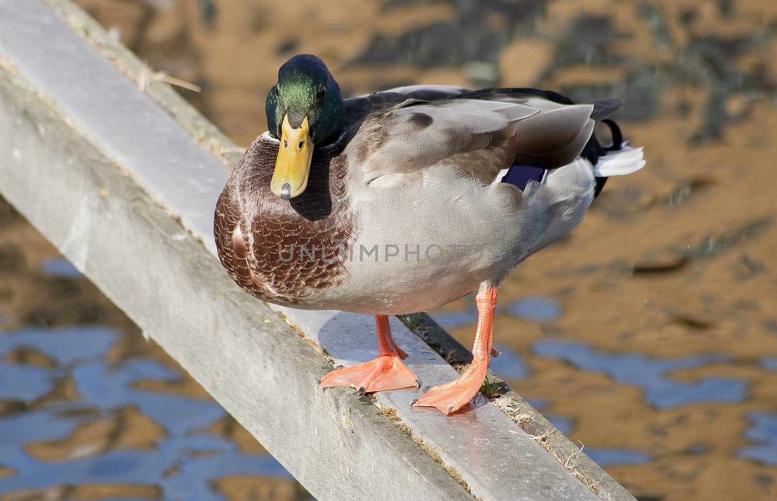 Green headed duck standin in a wood bar with reflections in the water