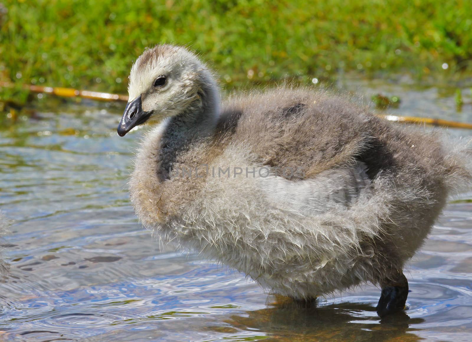 Young canada goose