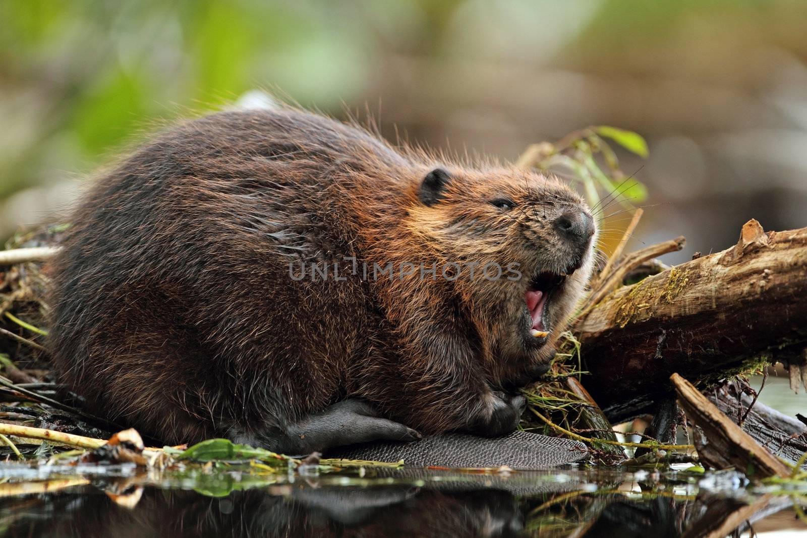 North American Beaver Yawning by gonepaddling