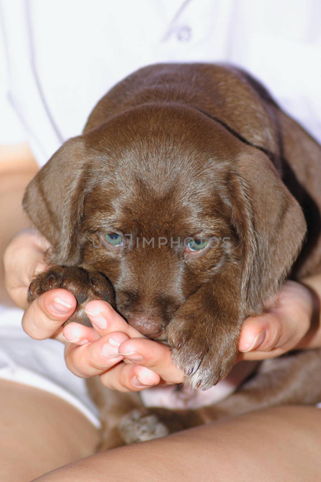 Portrait of a puppy on female hands removed close up