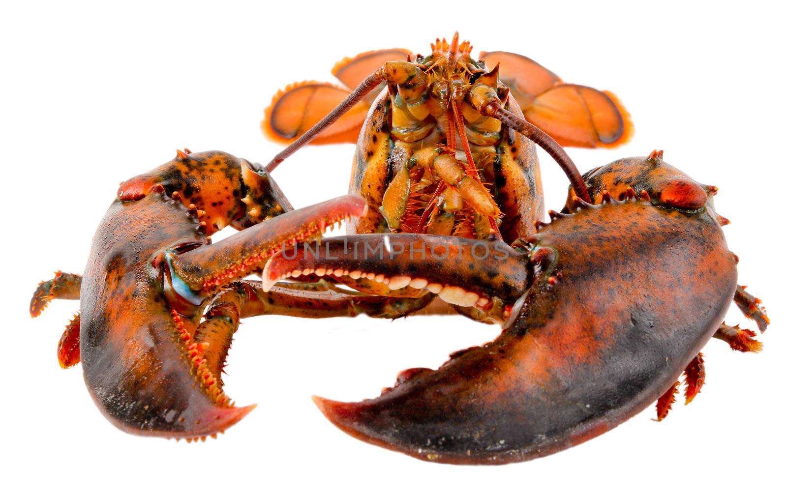 Fresh Live Lobster by dotweb