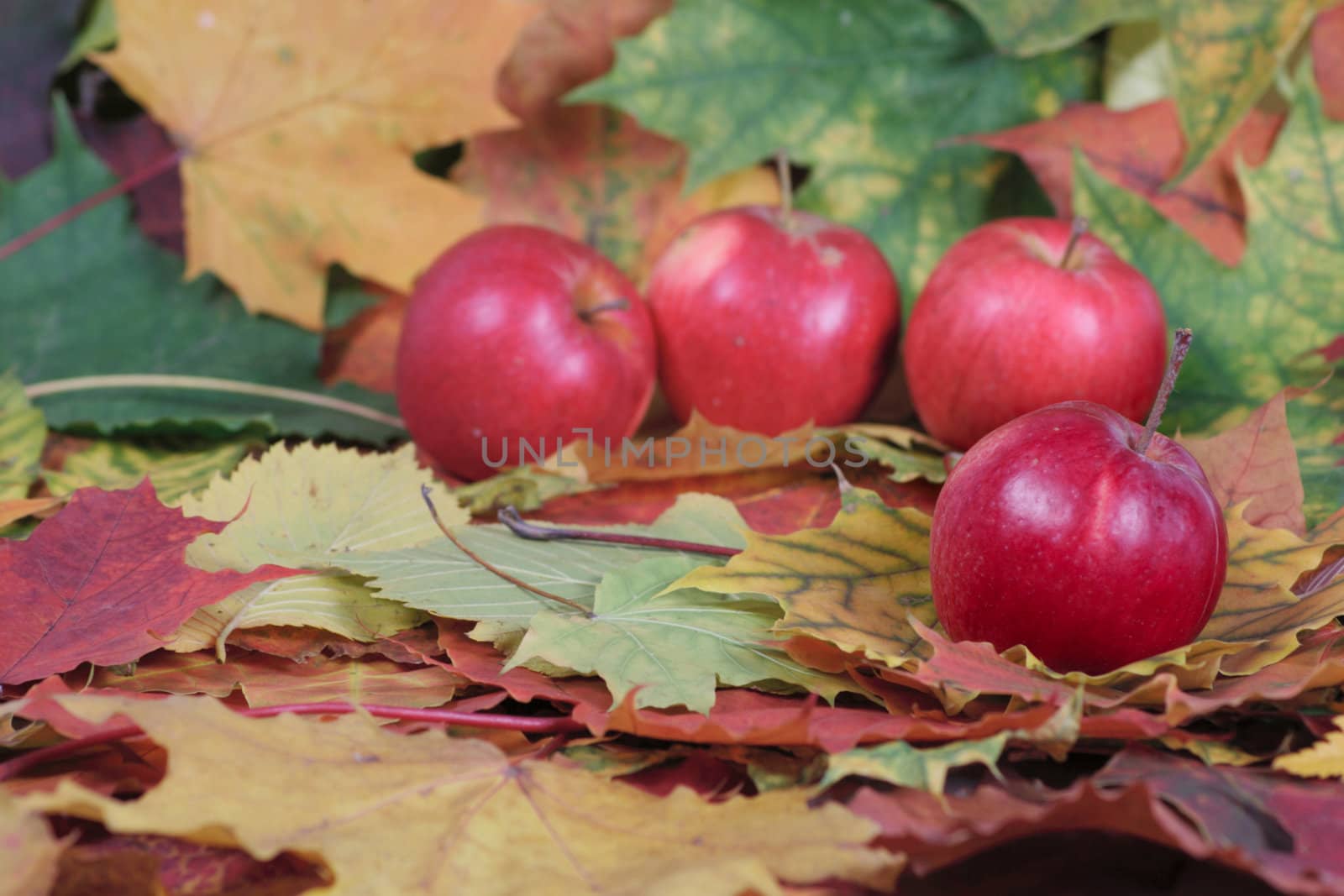 Four red apples on autumn leaves removed close up