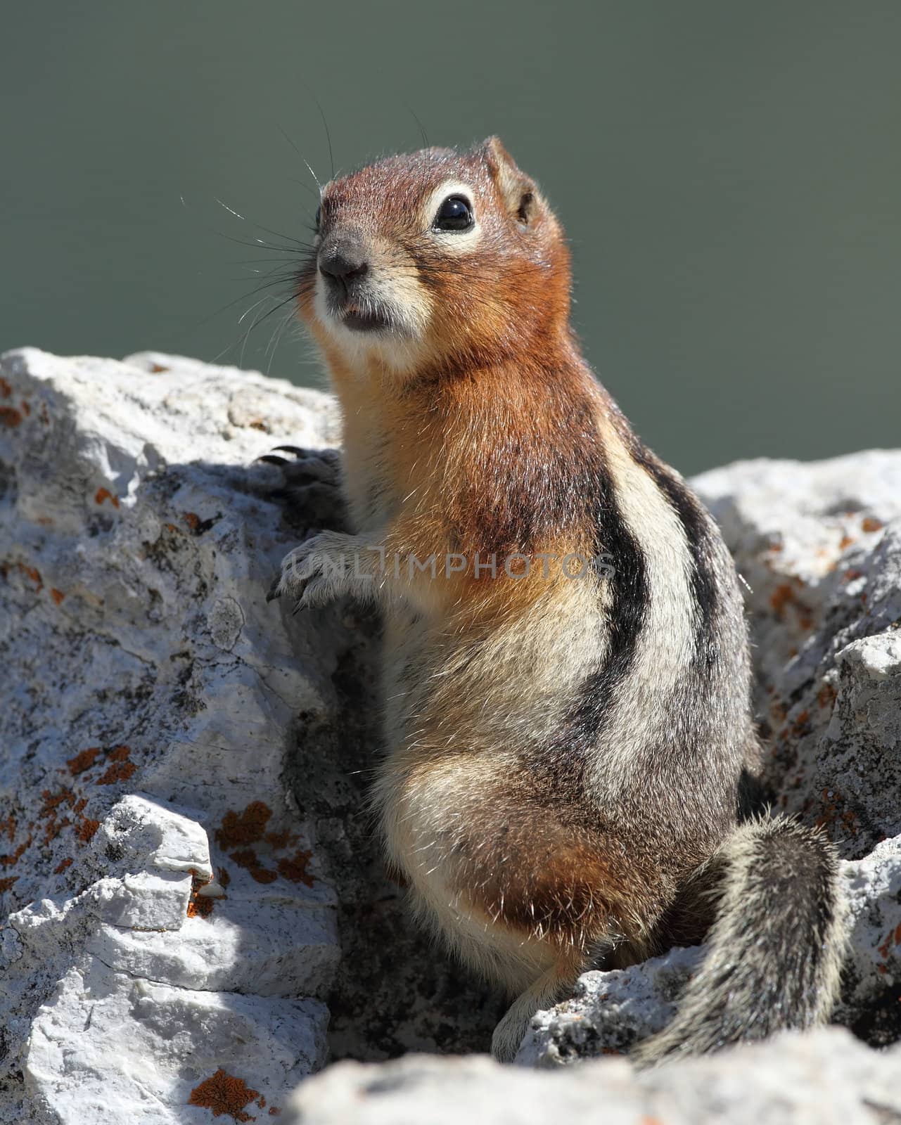 Golden-Mantled Ground Squirrel (Callospermophilus lateralis) - Waterton Lakes National Park, Alberta