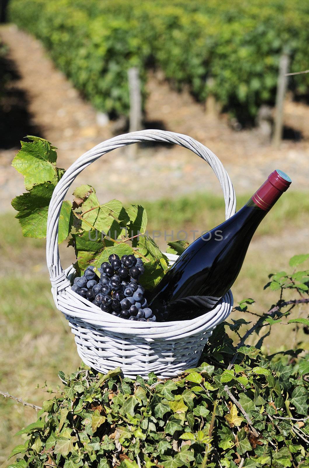 Bottle of red wine and grapes in basket 