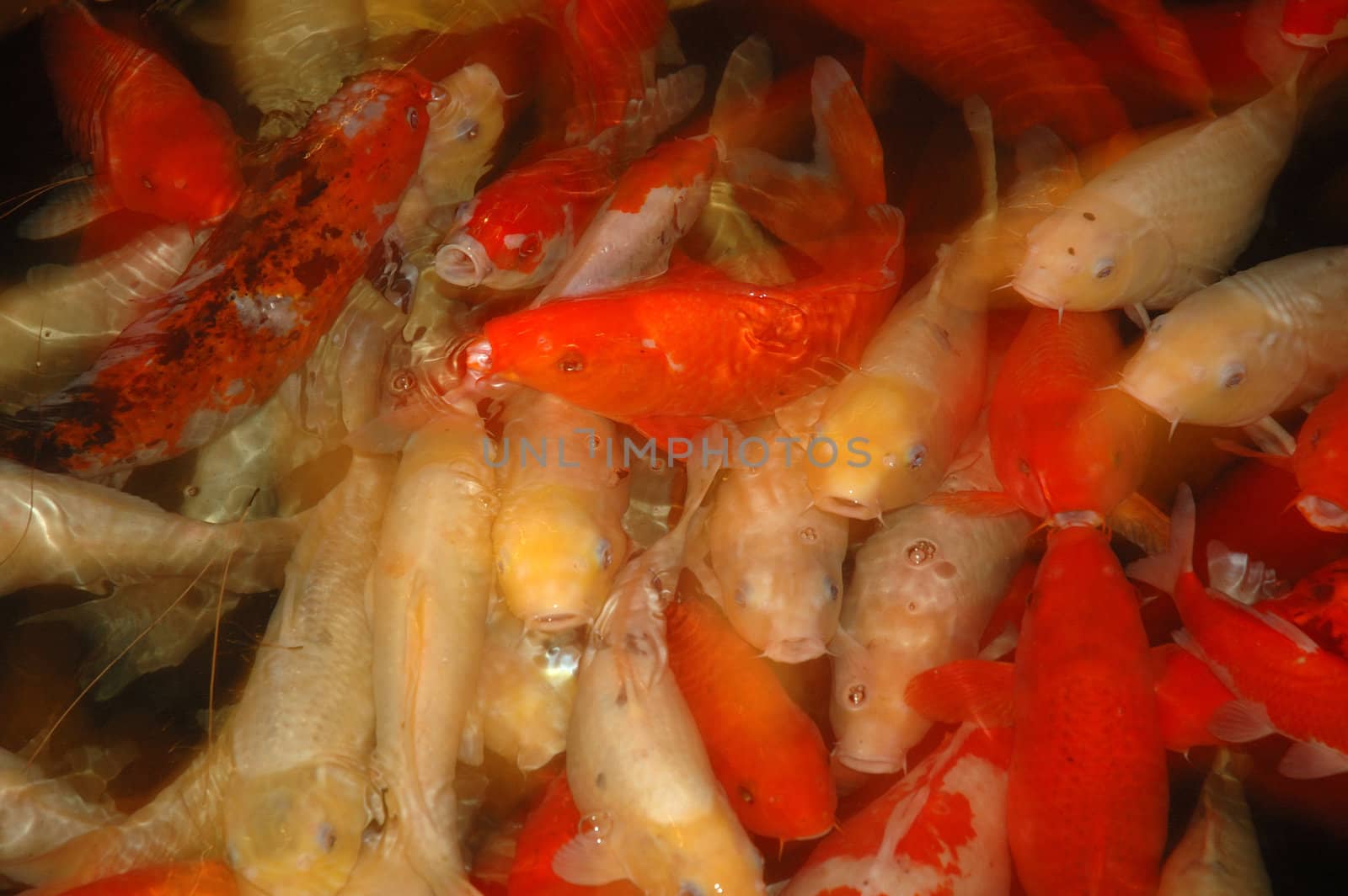 group of different goldfish in pond