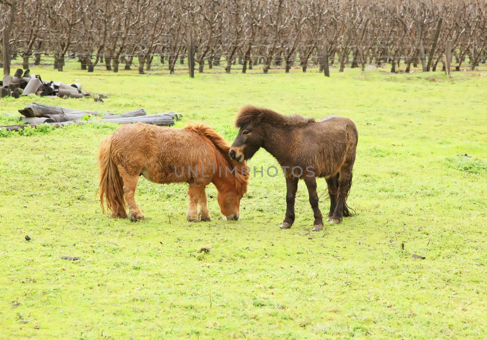 Ponies in the Rural Countryside Area Outdoors