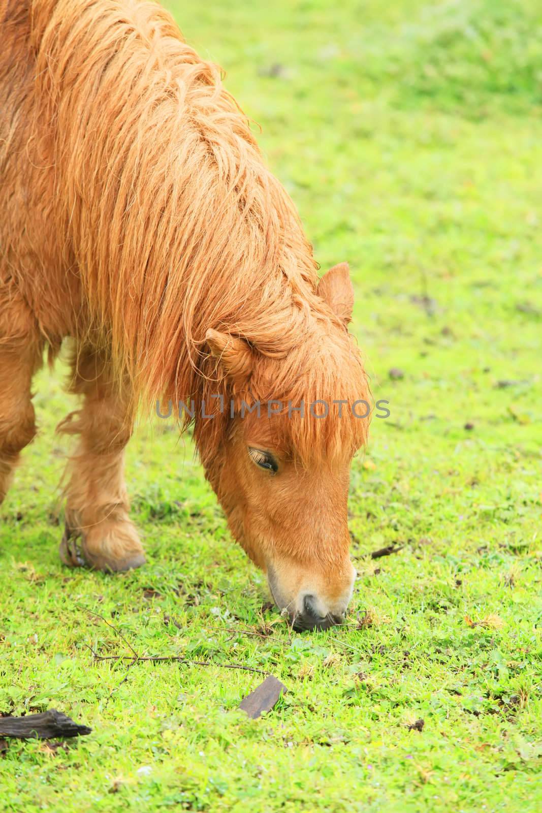 Pony Eating Grass in the Rural Outdoors