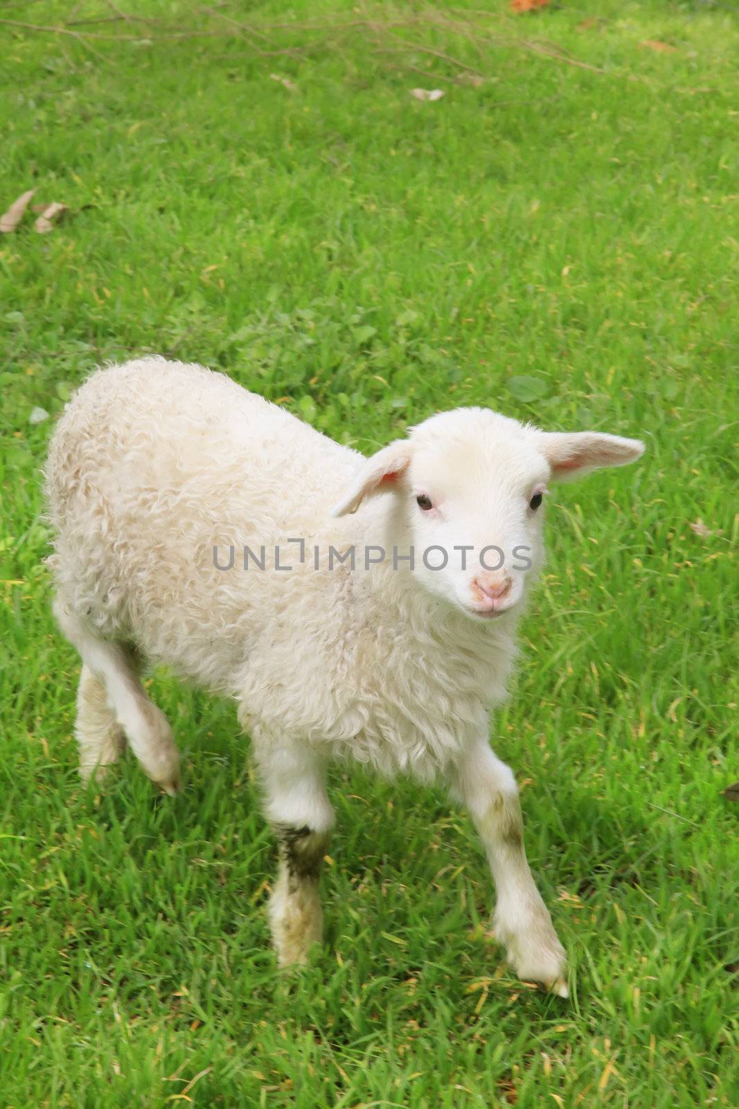 Cute Young Lamb Learning How to Walk