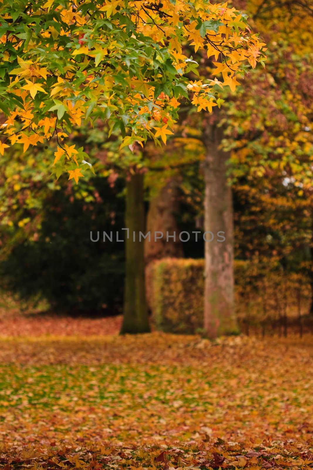 autumn by azschach