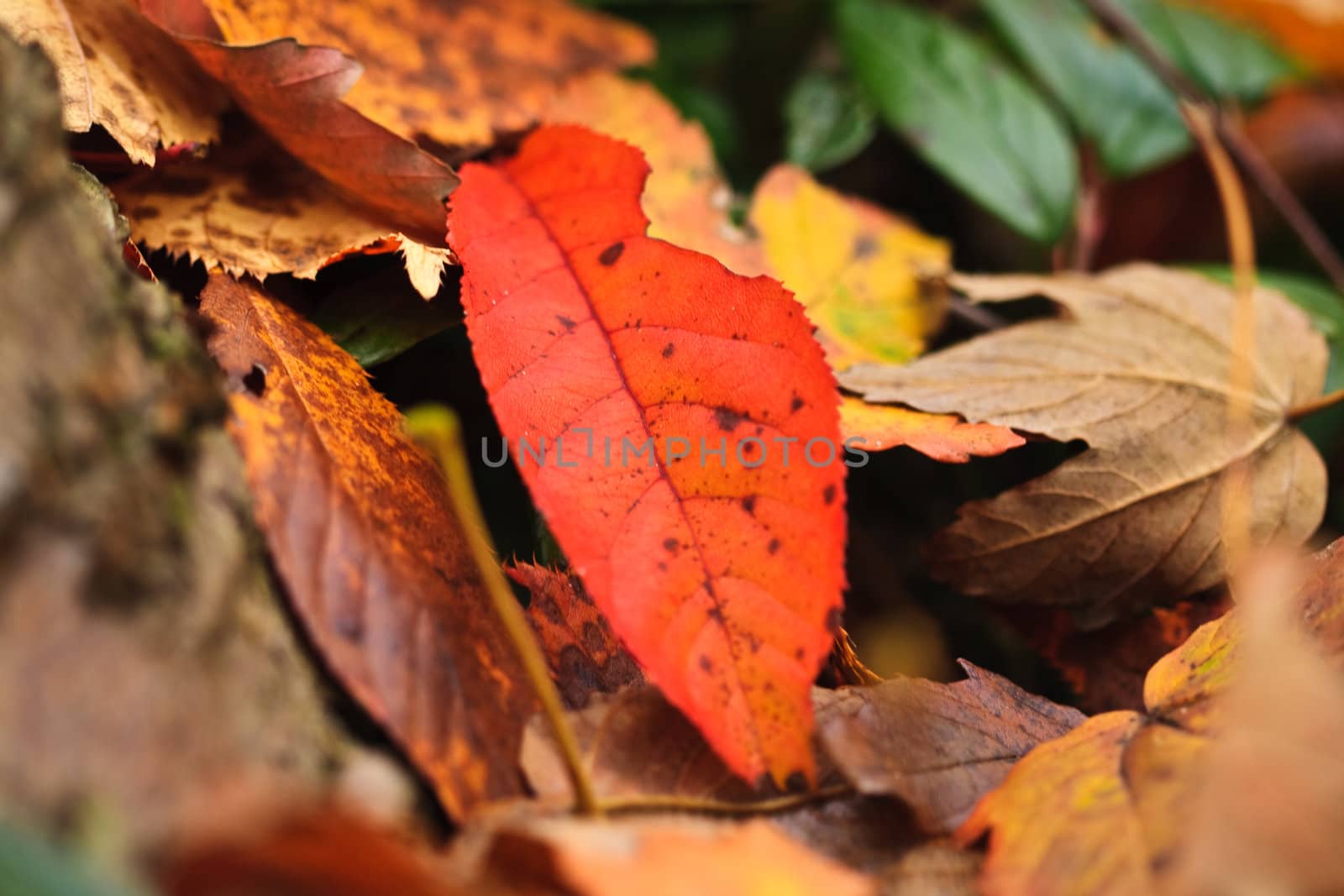 An outdoor autumn scene with colored leafs