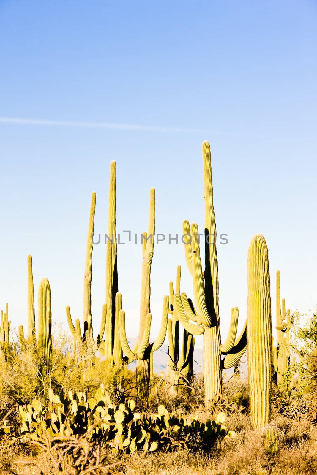 Saguaro National Park, Arizona, USA
