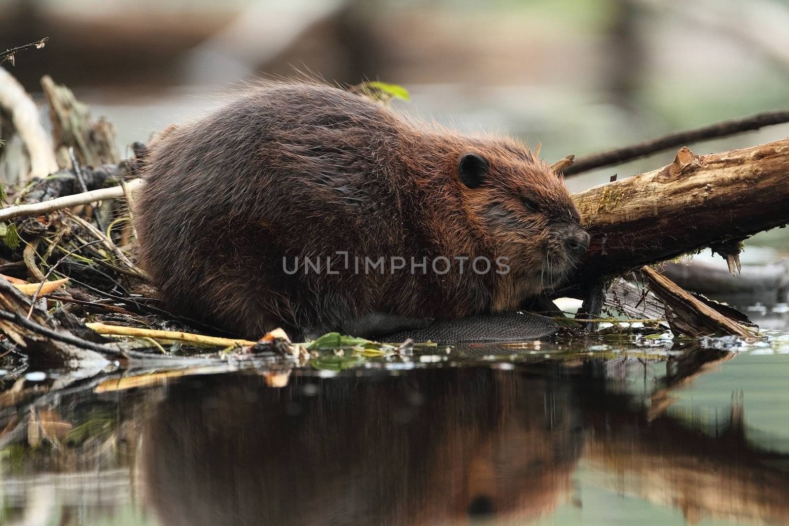 North American Beaver by gonepaddling