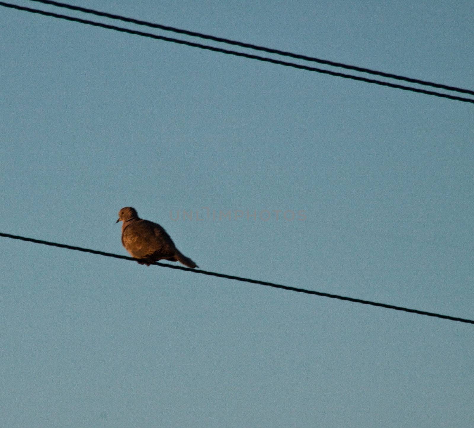 a pigeon sitting on a telephone wire