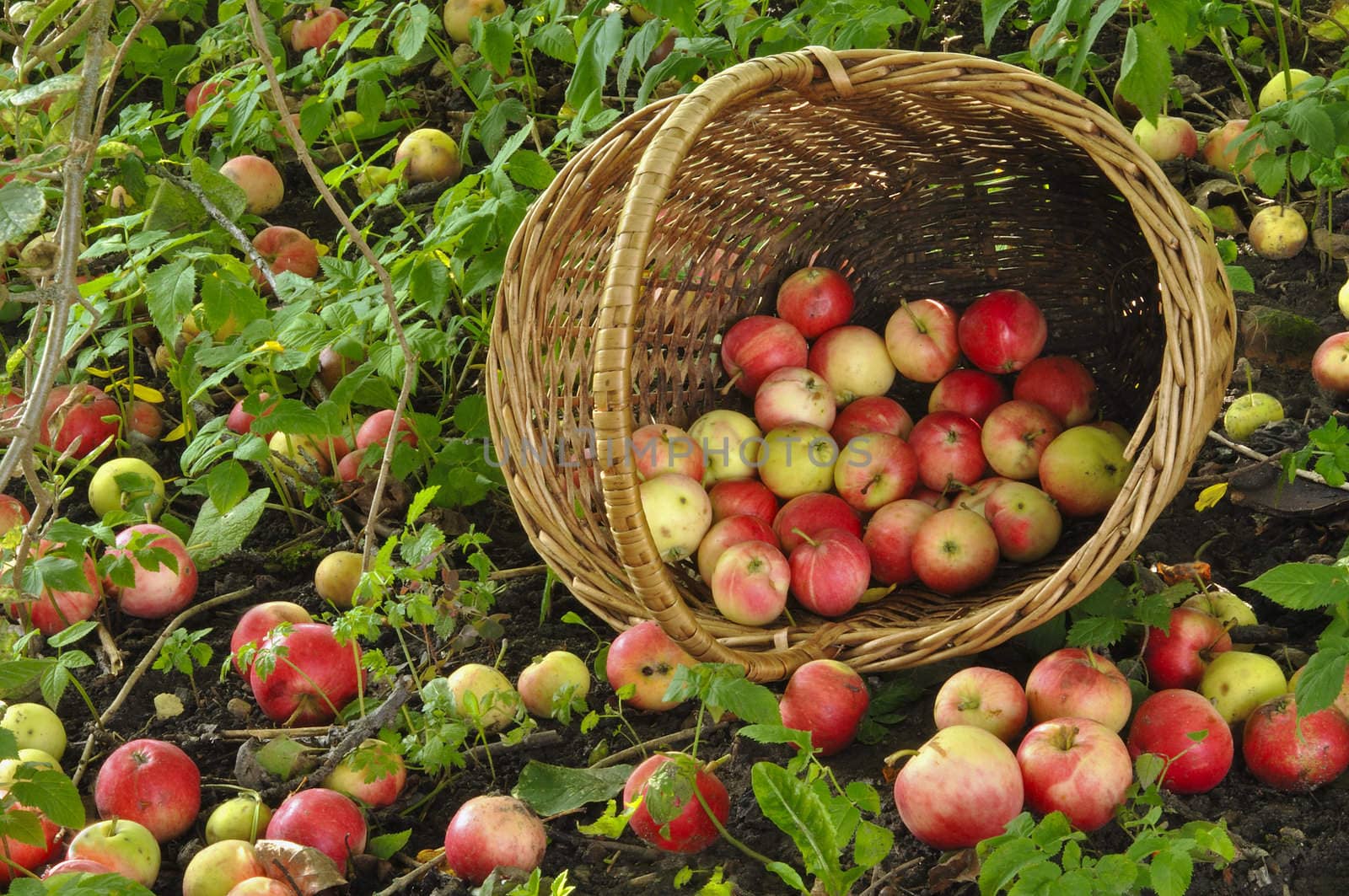 Apples red in a wattled basket in a garden
