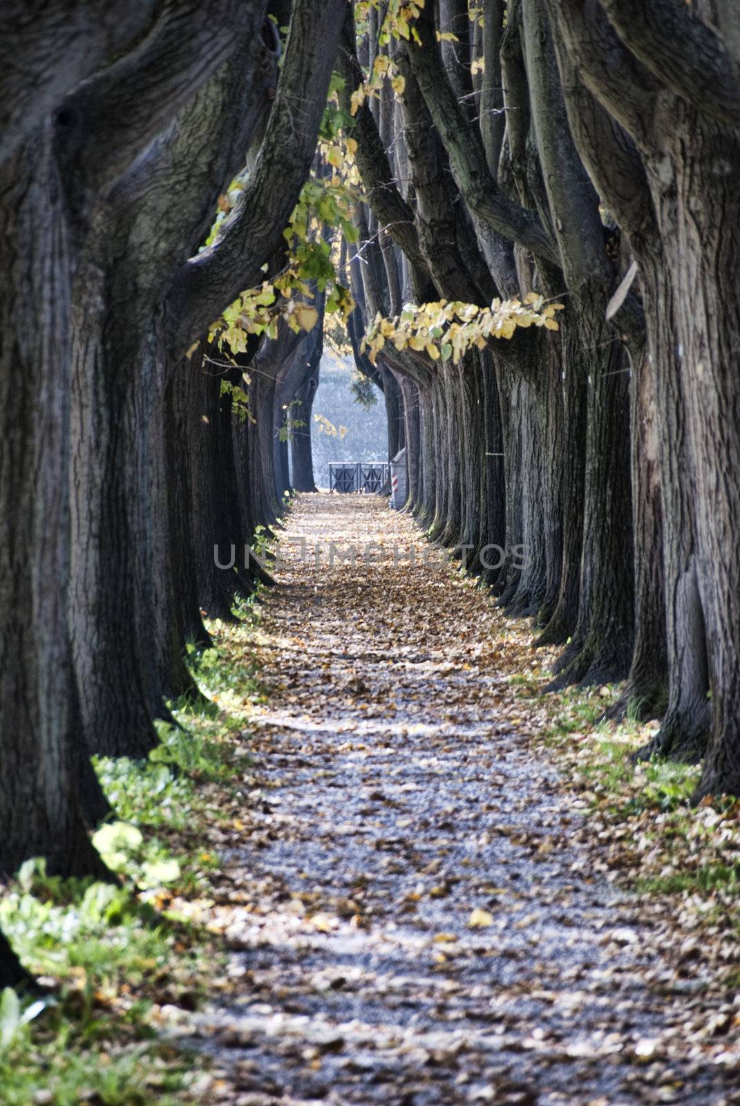 Tree Alley in Lucca, Italy by jovannig