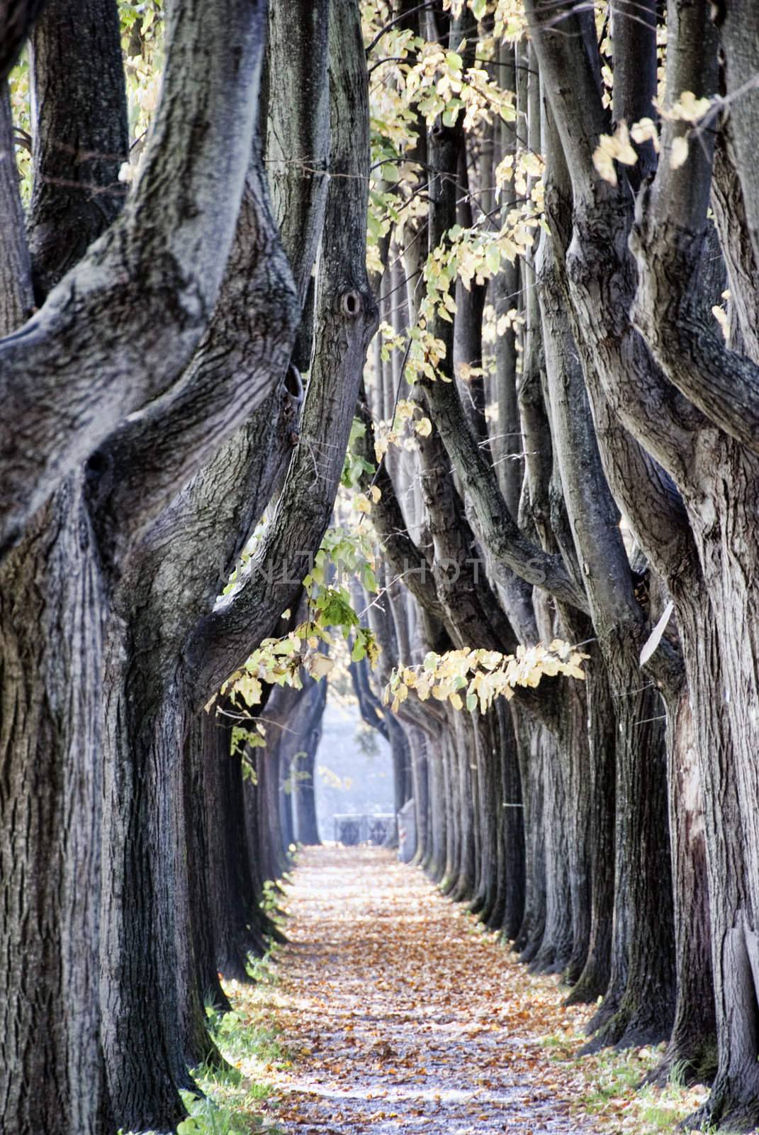 Tree Alley in Lucca, Italy by jovannig
