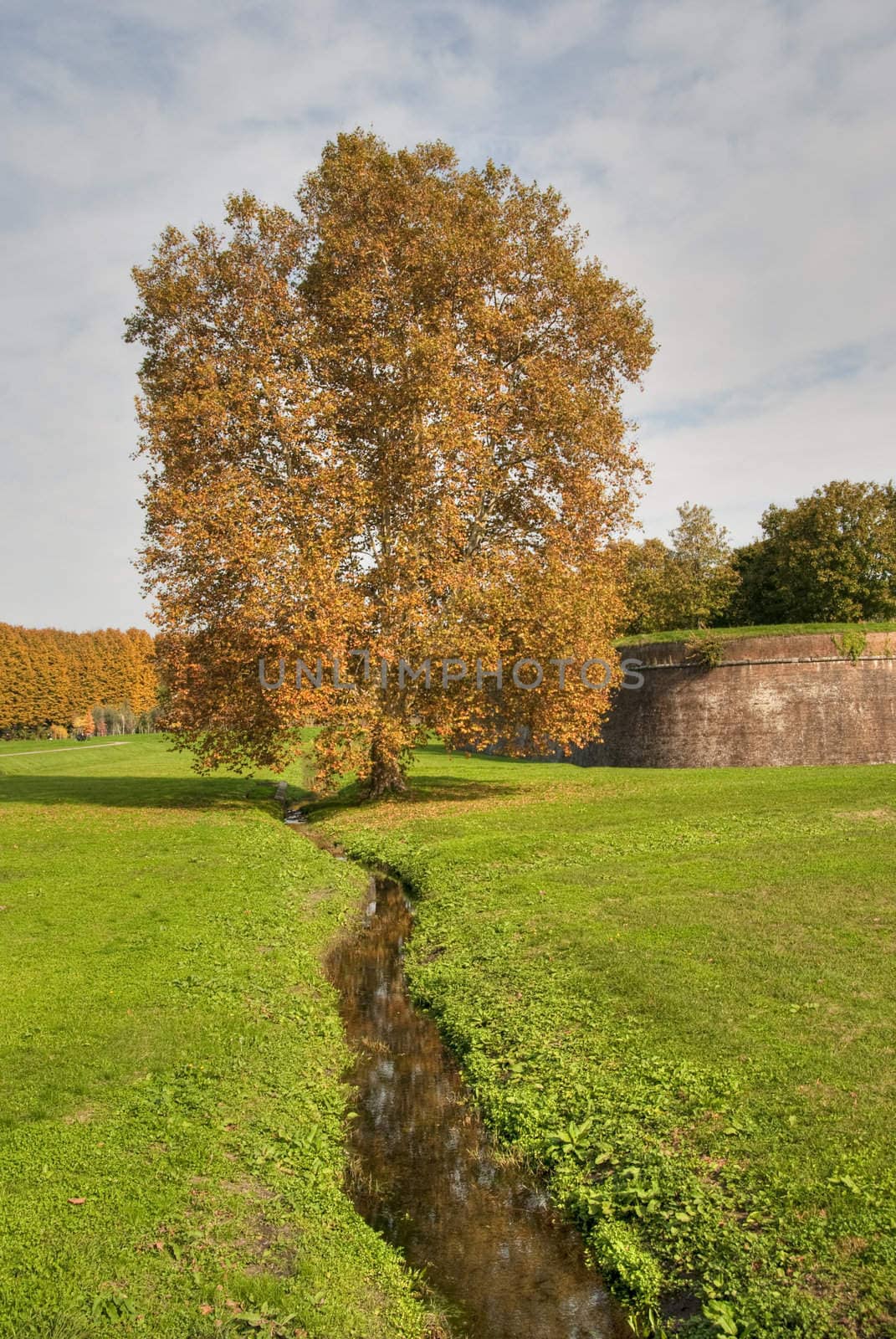 Tree just outside Lucca Walls, Italy