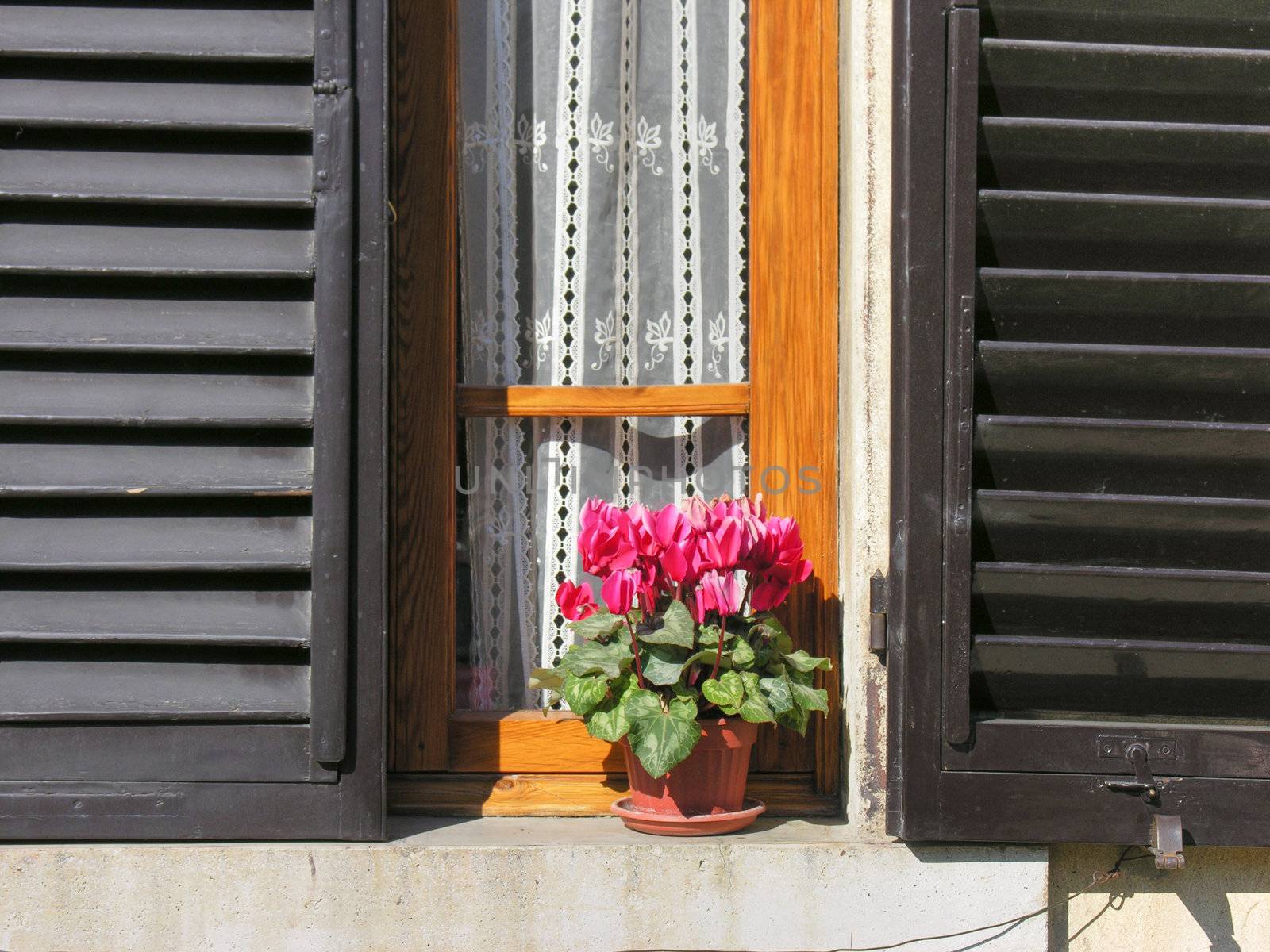 Flowers at the Window, Siena, Tuscany, Italy by jovannig