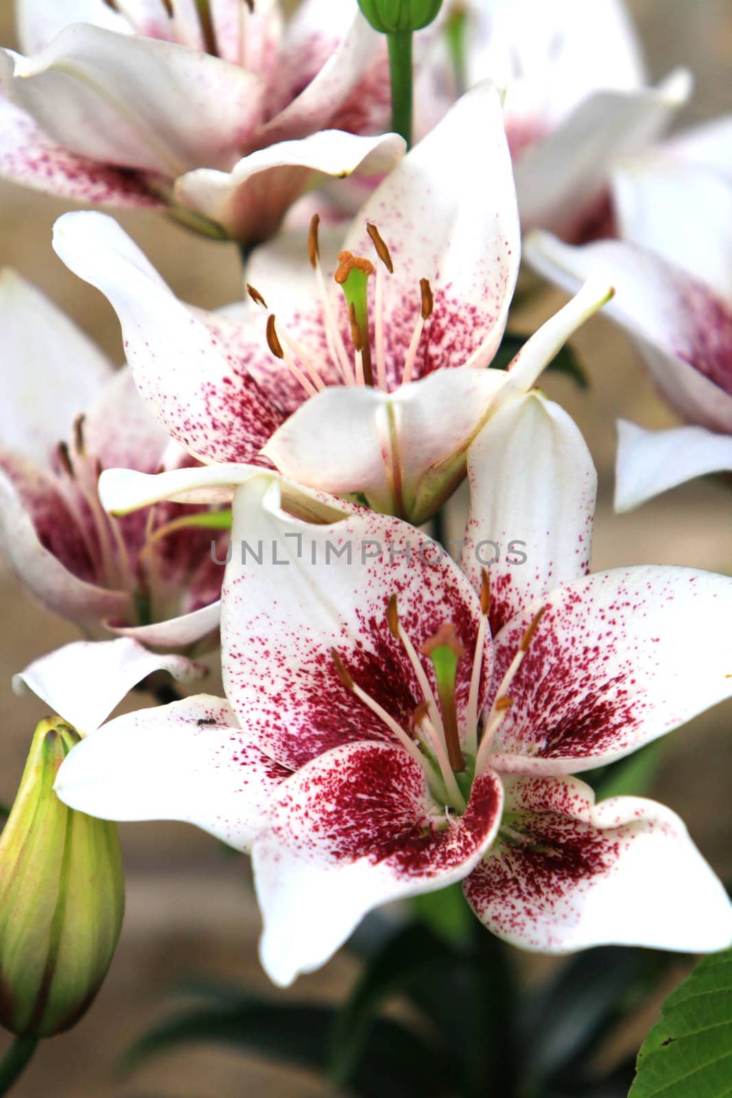 lily in bloom