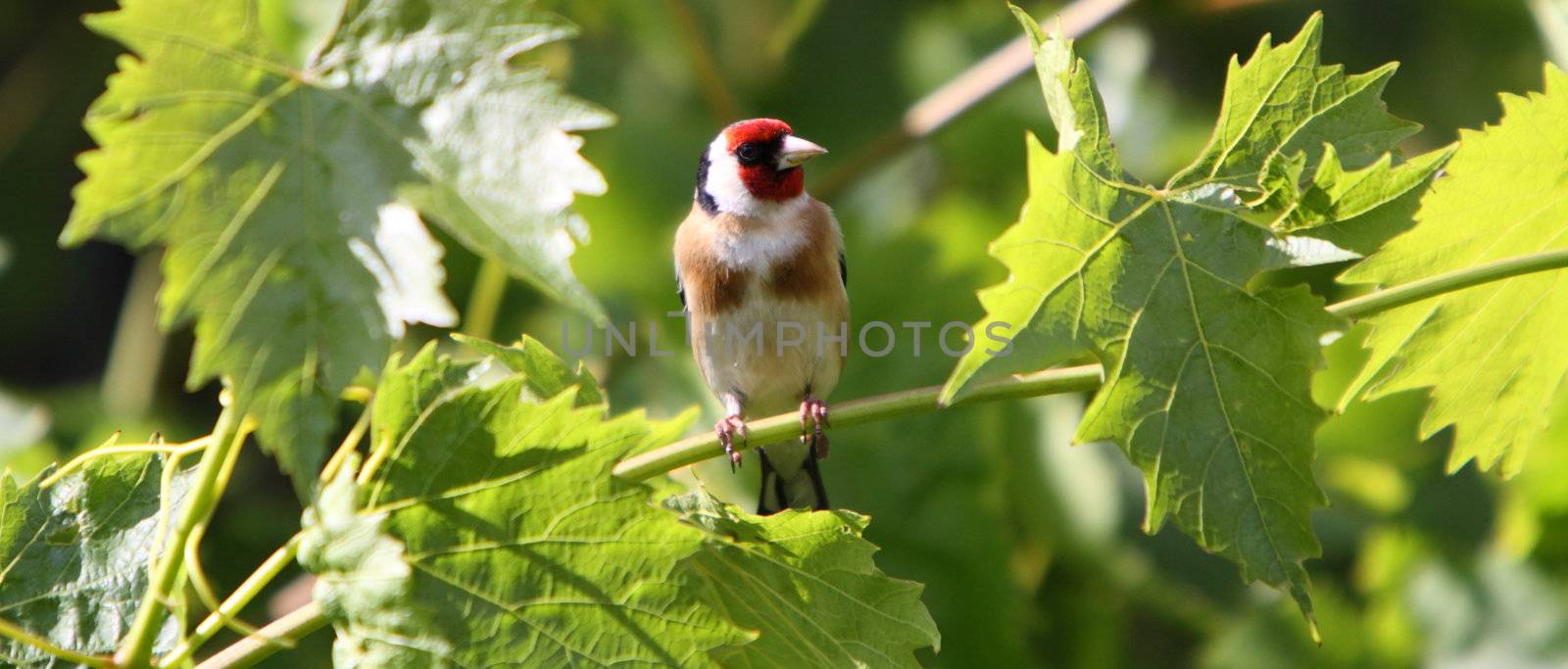 goldfinch, Carduelis carduelis by mitzy