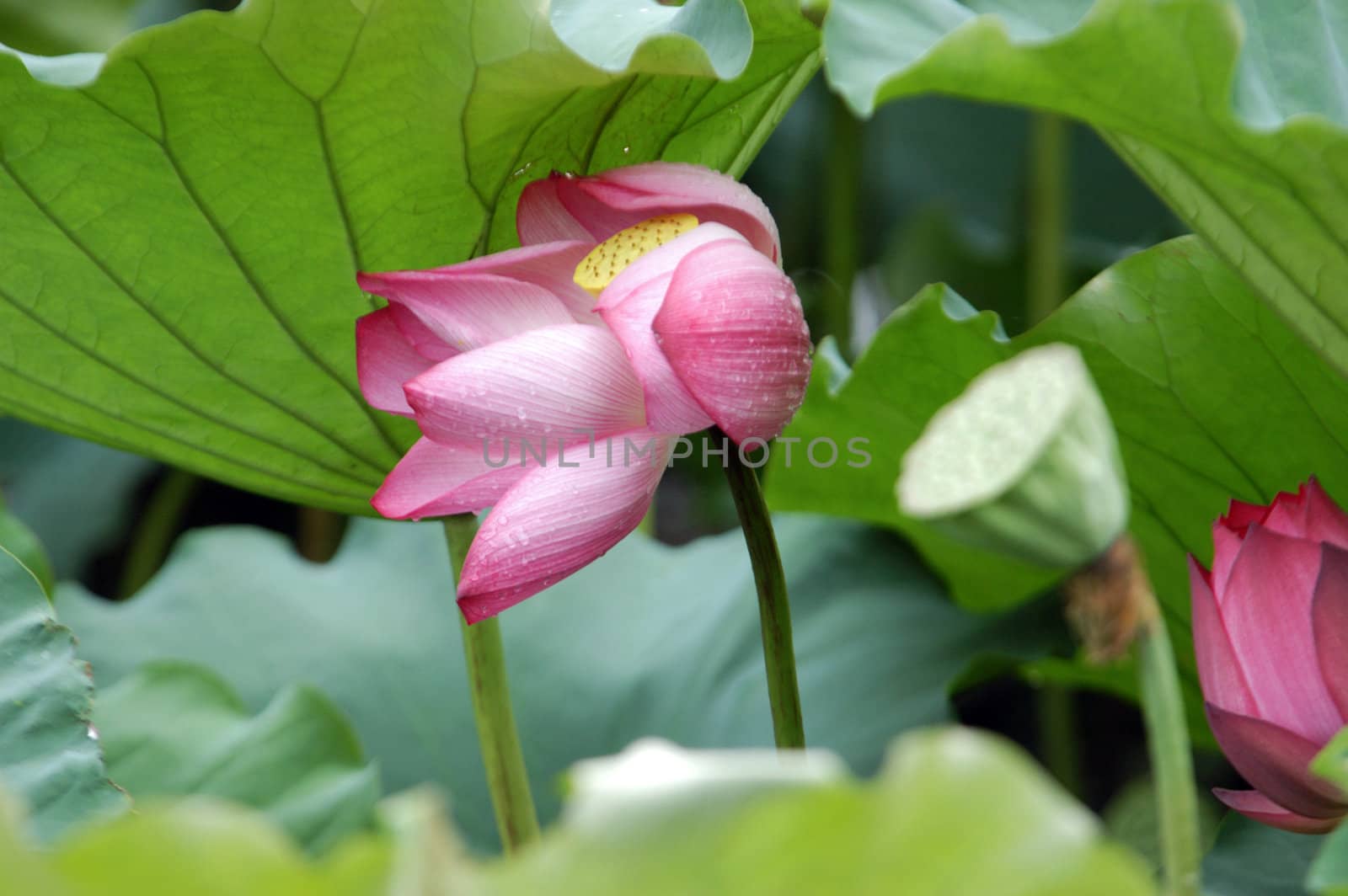 The growth of the lotus pond
