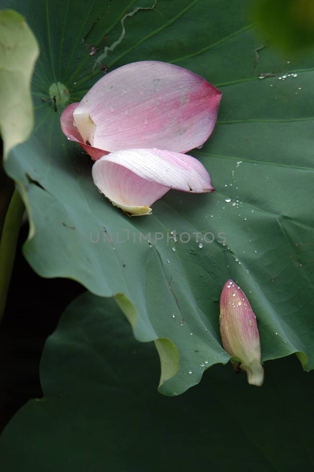 The growth of the lotus pond
