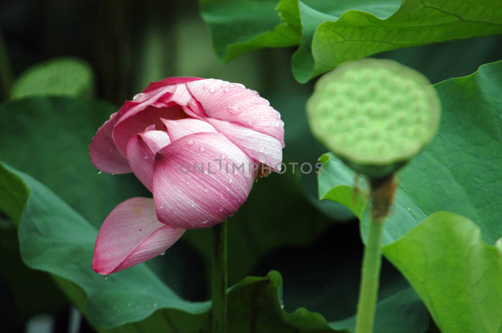 The growth of the lotus pond
