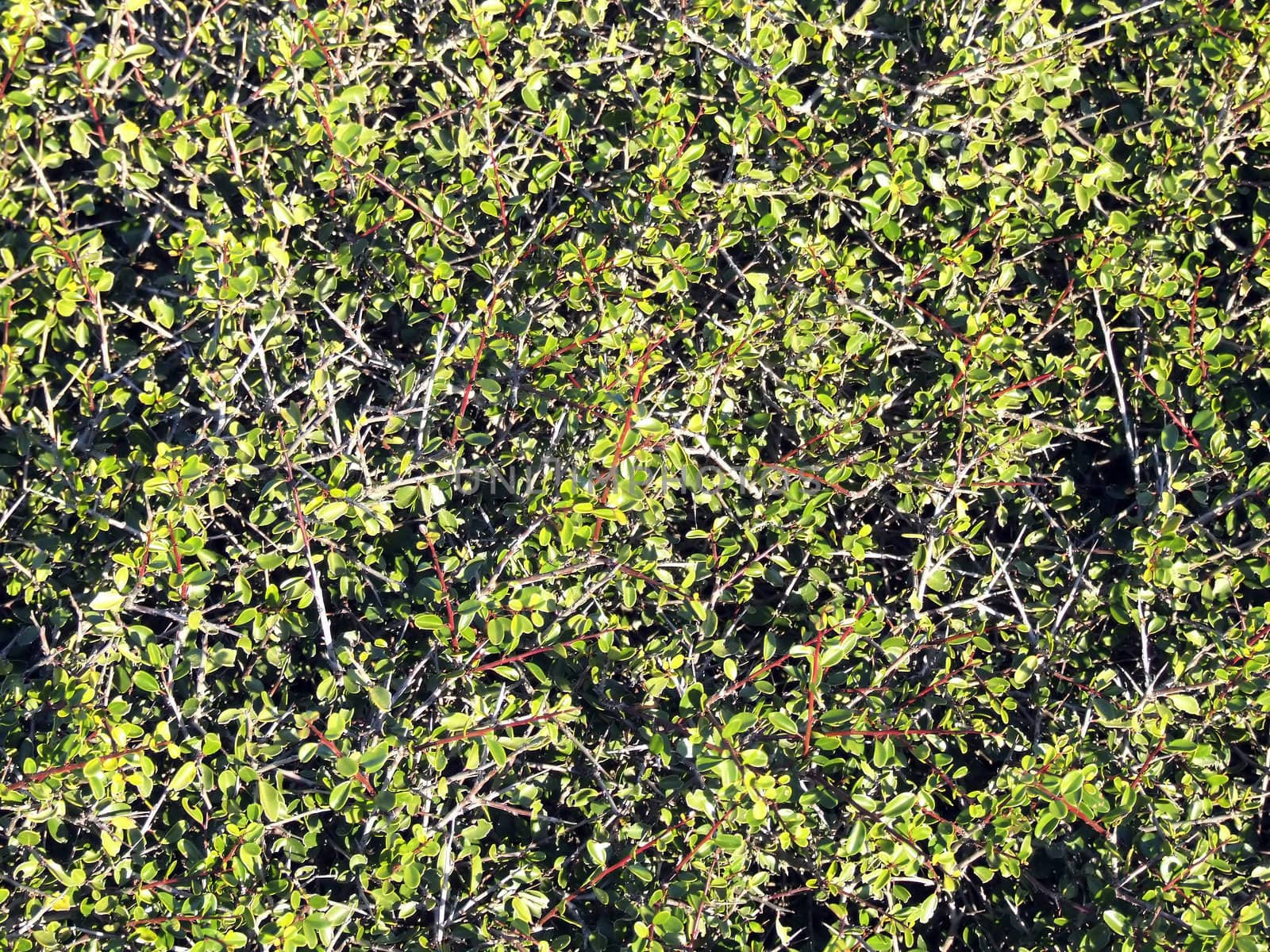 Texture, detail of shrub growing in the wild on the Mediterranean island of Malta