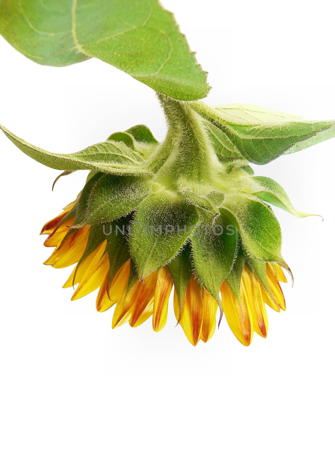 Sunflower isolated