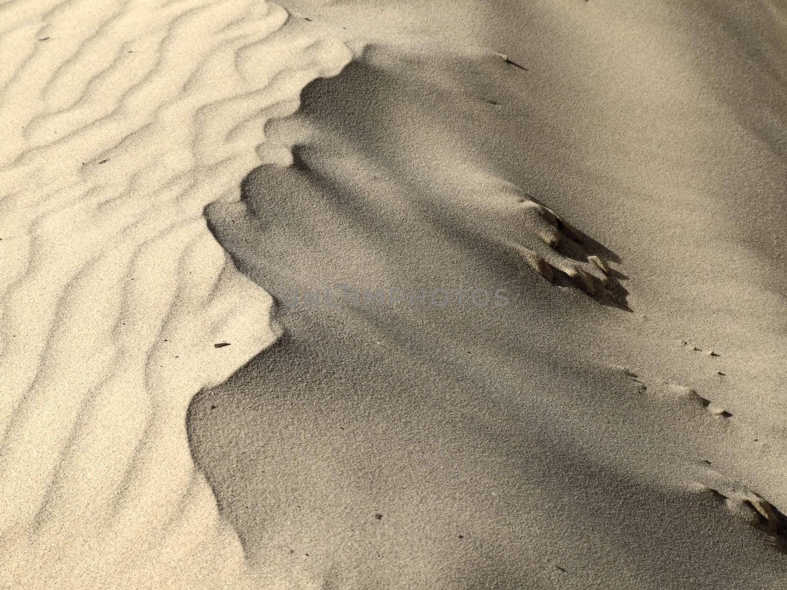 Detail of ridge or peak of desert sand dune