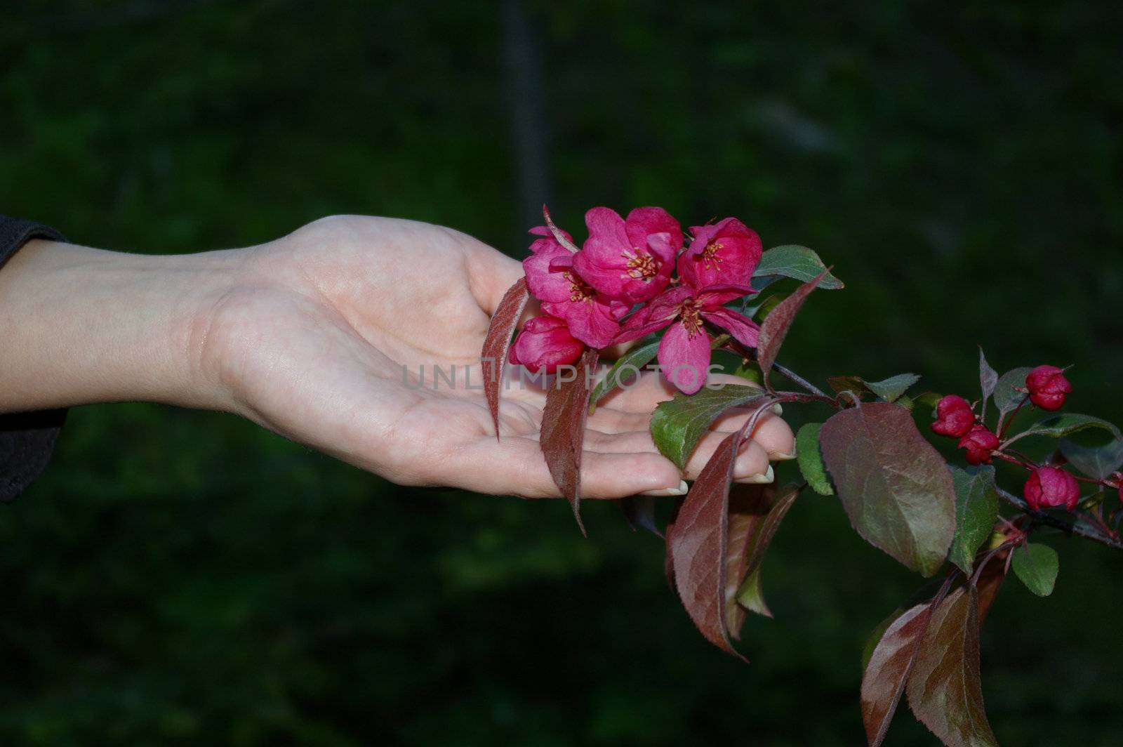 gardens flower by tsetanton