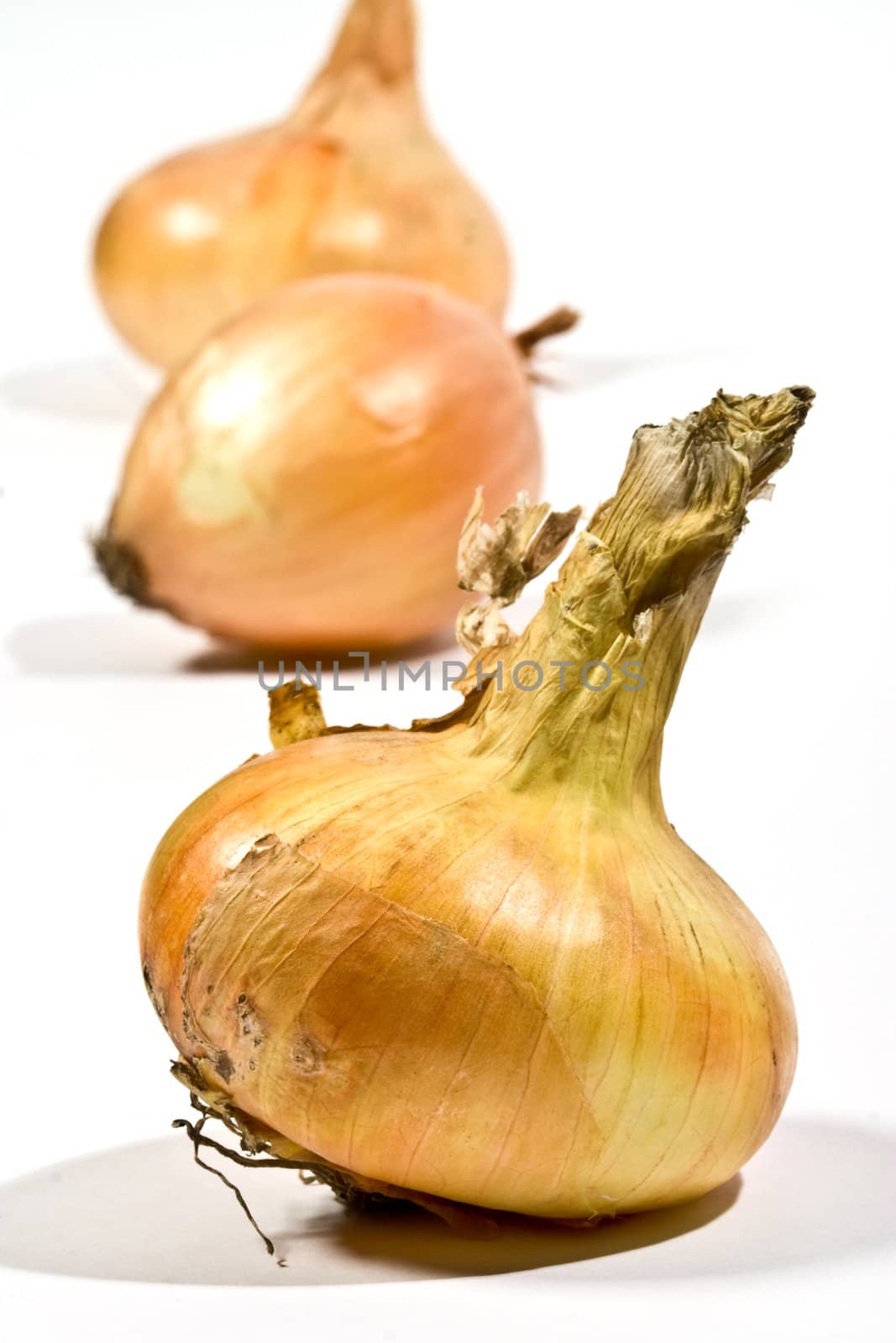 vegetable series: golden onion over white background