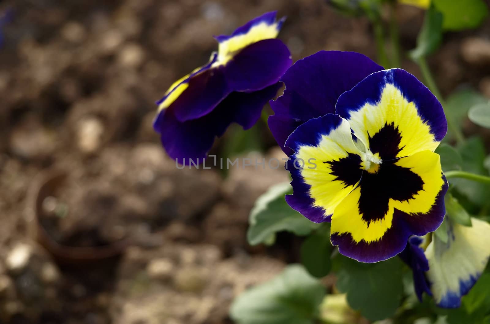 Iona Pansy - with butterfly pattern to attract pollenation