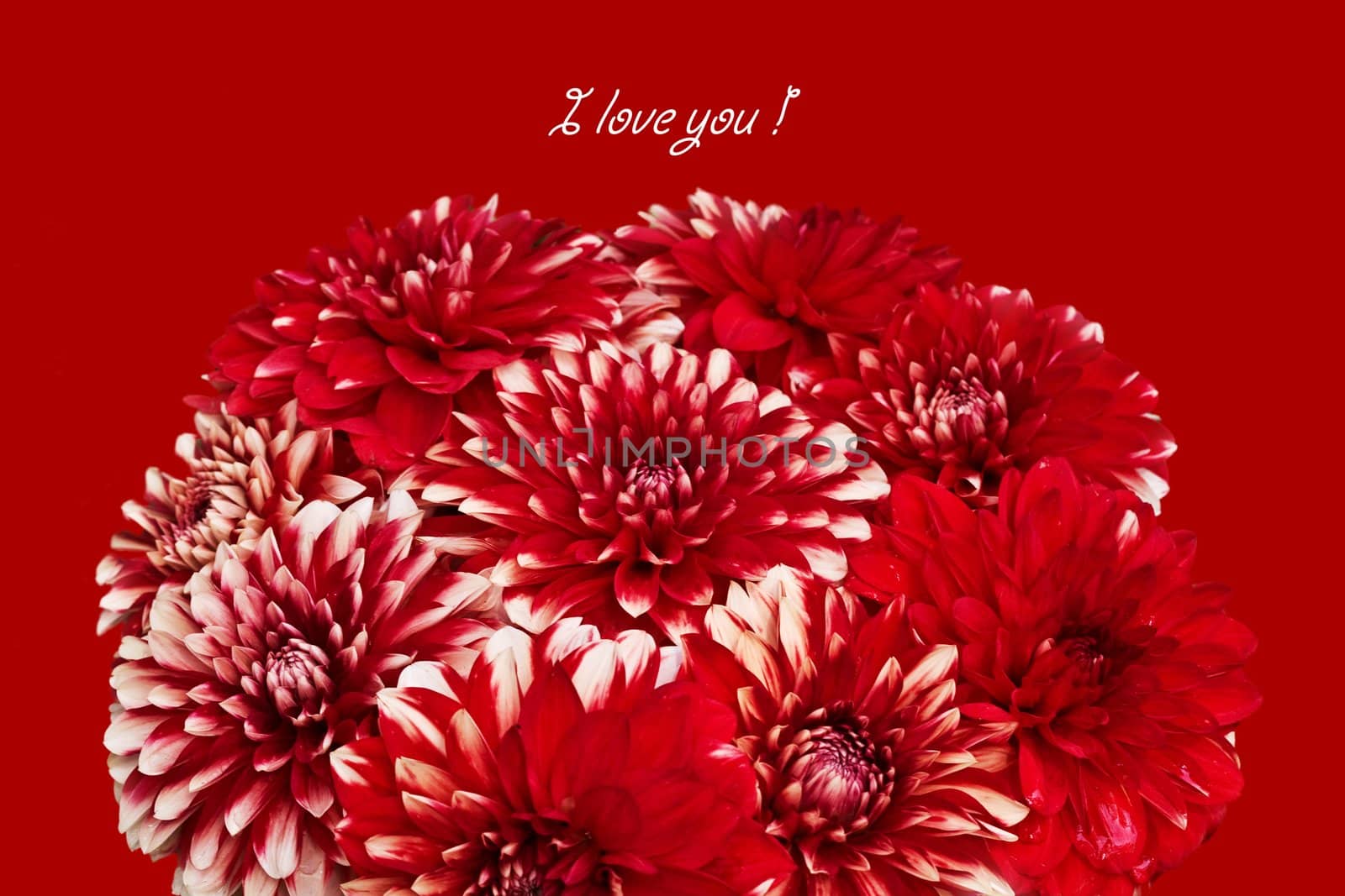 bunch of red flowers, dahlia, happy holiday! congratulations!