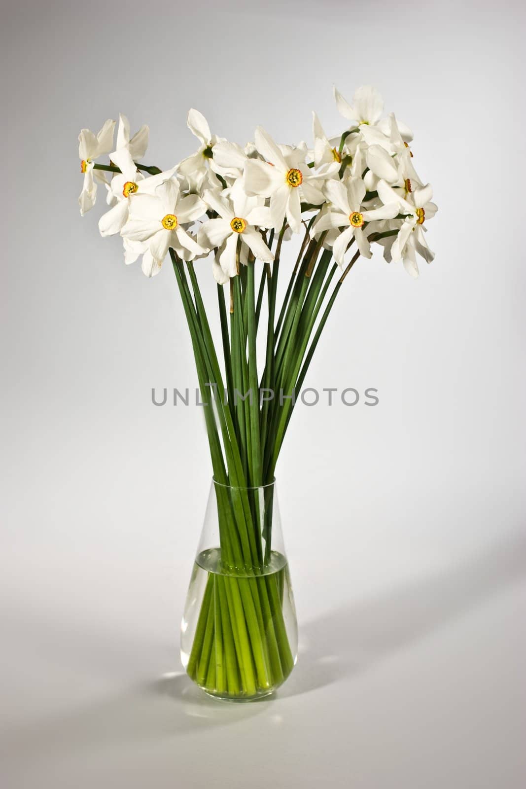 narcissus by agg