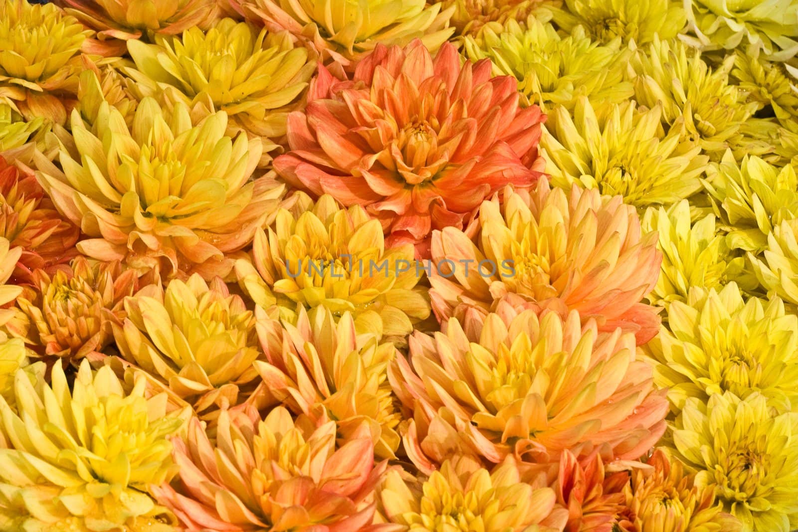 bunch of yellow flowers, holiday background, congratulations!