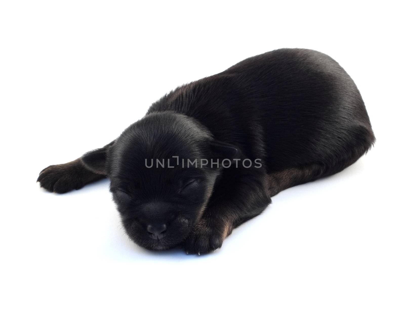 one newborn black and tan puppy, over white