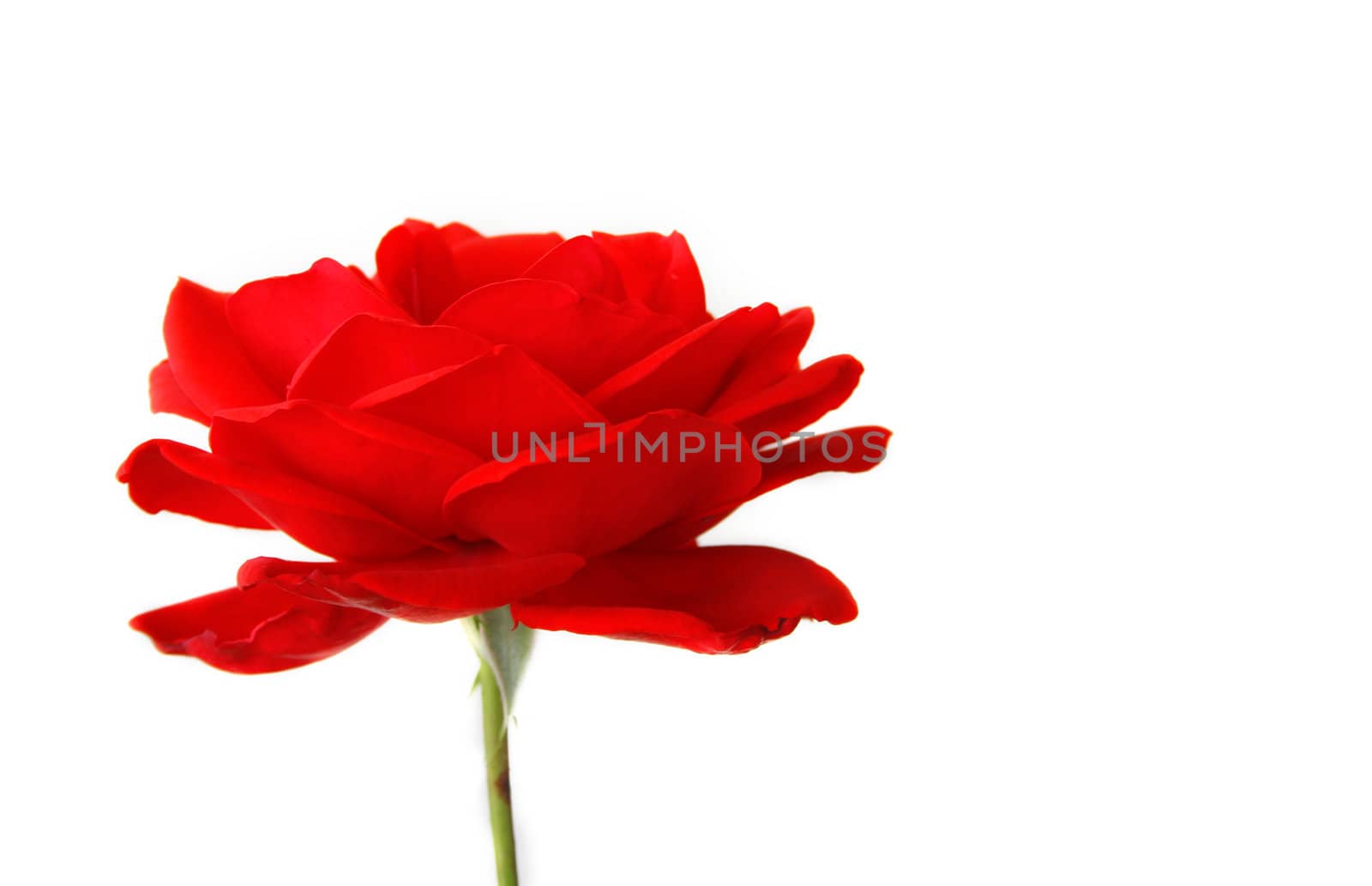 A red rose isolated on a white background with copy space.