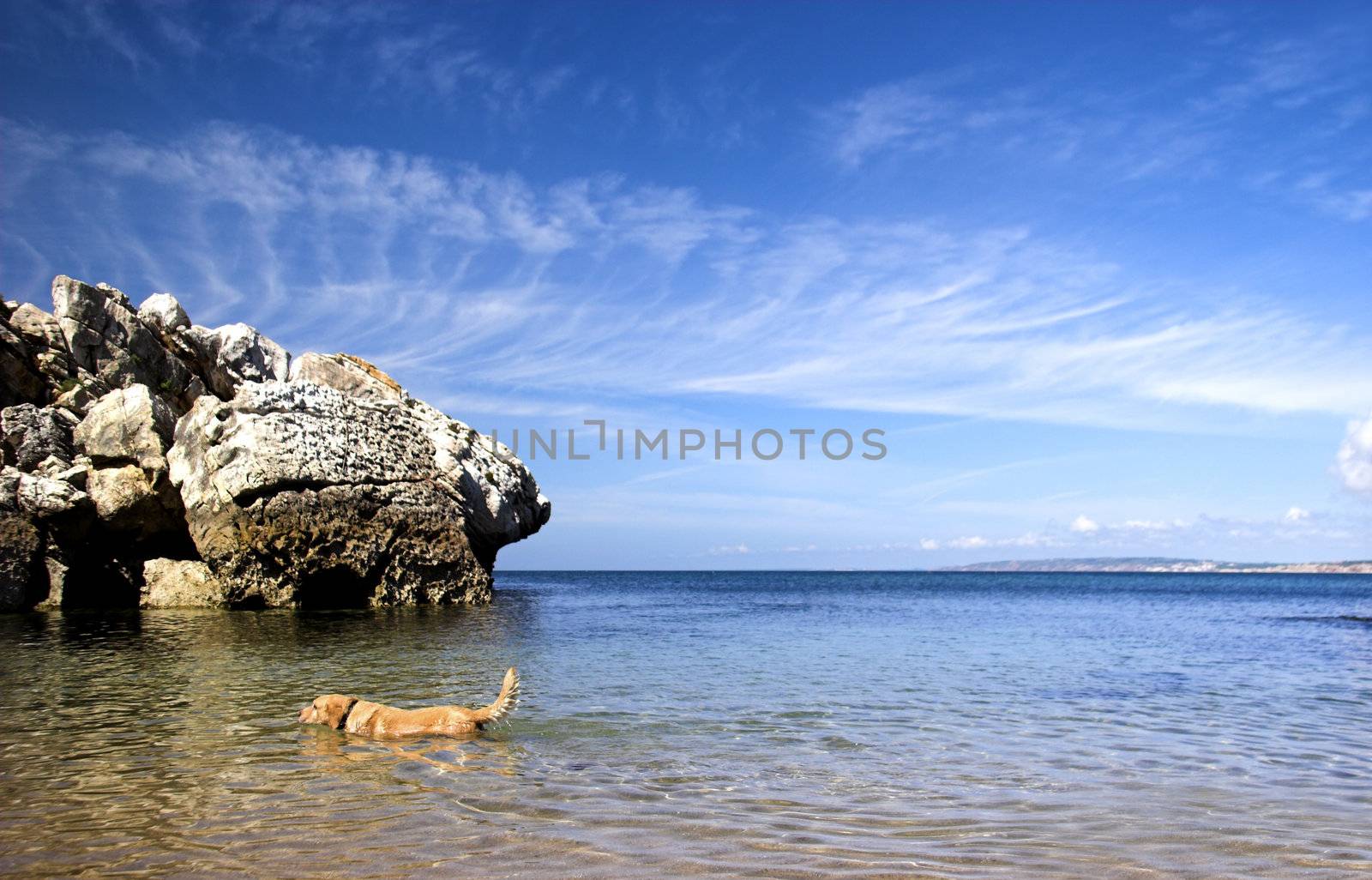 Beautiful blue beach with a Labrador retriever swimming on the ocean