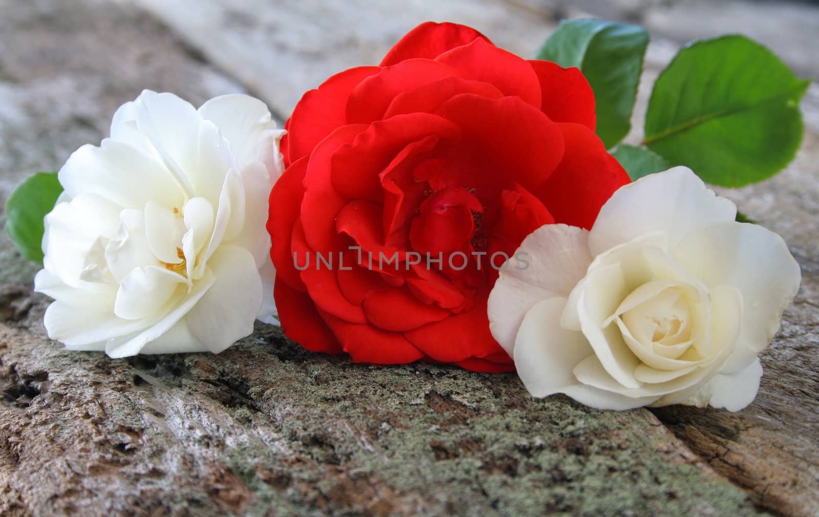 red and white roses on a wood textured background.