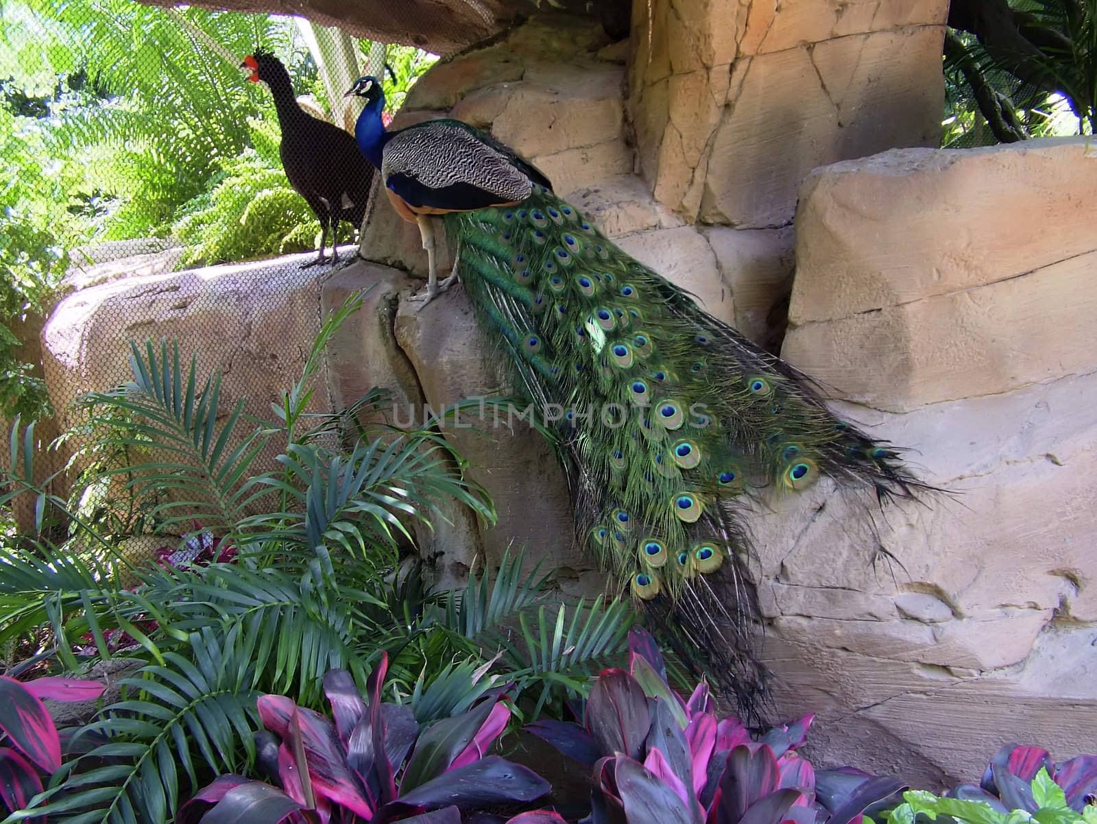 Exotic Bird Series - Photos depicting various birds found in the tropics